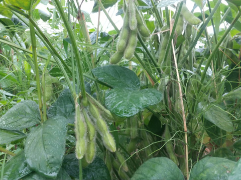 【自然栽培】緑大豆の枝豆80サイズ(約2kg)