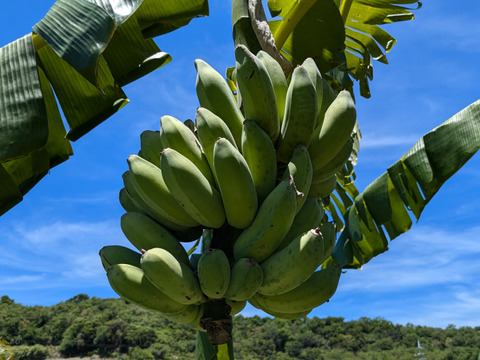 沖縄からの贈り物　ブラジルバナナ1㎏【農薬・除草剤・化学肥料不使用】