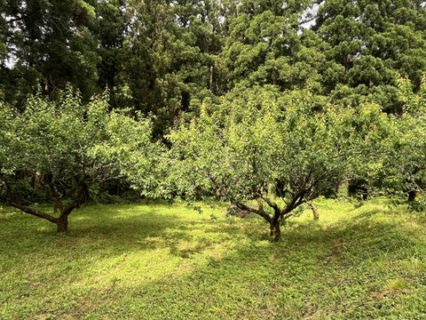 自然栽培の紅映梅 6kg 梅酒・梅シロップ用