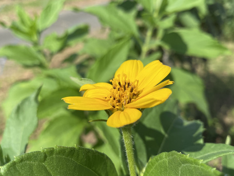【自然栽培🍀赤芽菊芋の葉茶25g】自家採種９年・健康な体づくりに
