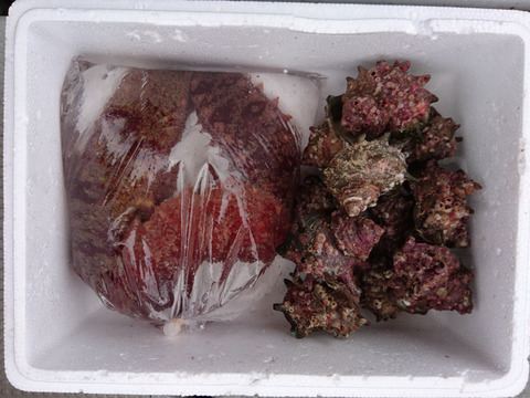 日本海で採れた赤ナマコ1キロ(約3個)とサザエ1キロ(中サイズ約10個)のセット
