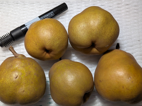 ゴールドラ・フランス