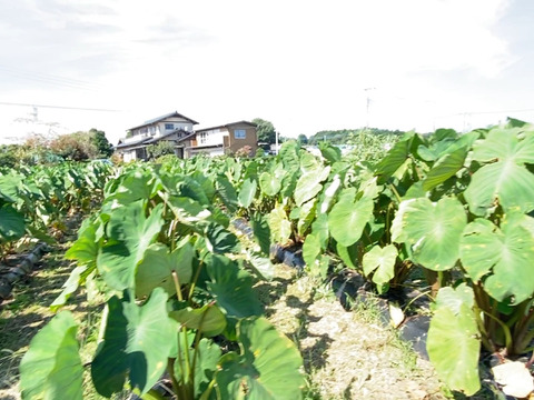 【自然栽培🍀八つ頭（２kg前後）】ホクホク旨い！コロッケやサラダもオススメ