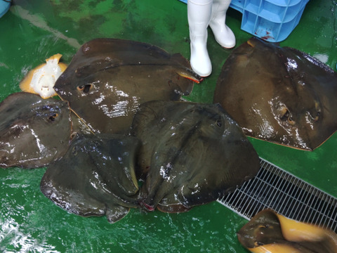 生アカエイ丸ごと一匹【新商品のため値引き中】大サイズ（目安10kg～25kgの不定貫）エイ料理に【唐揚げに】【煮付けに】【刺身に】【天ぷらに】【ガーリックバターソテーに】未利用魚 低利用魚 エイヒレ