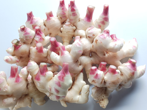 高知県産囲生姜8Kg 農家直送 高知県産新生姜8kg【クール便】：高知県産のその他薬味