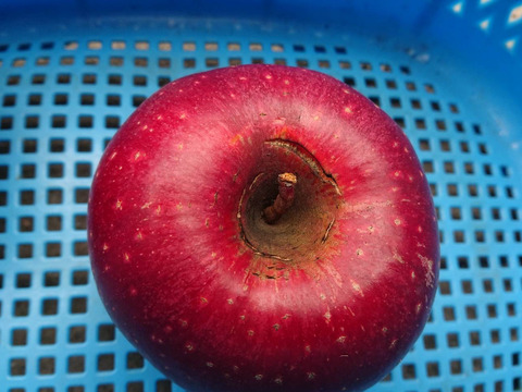 「訳ありしなのほっぺ」約10kg 少しの傷と色むらがありますが味は酸味からの甘味、パリッとシャリとお買い得品です。