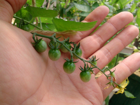 《本日終了！》完熟カラフルトマト 約1.3kg【食べ比べ】【厳選10種以上】