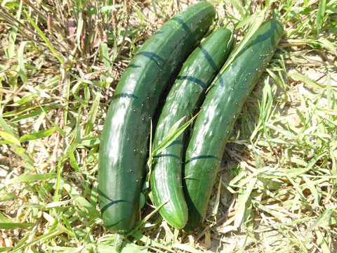 オーガニックきゅうり☆たっぷり2kg：愛知県産の野菜｜食べ