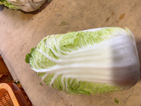 今期最終　有機肥料で納豆菌栽培　食べきりサイズの少し訳あり白菜12個入り