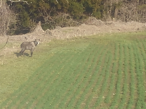 令和7年青森県階上産小麦ゆきちから全粒粉1kg×3