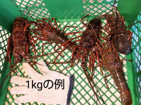 漁師直送の新鮮イセエビ1kg(3~6尾)