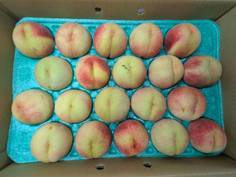 桃川中島白桃20玉