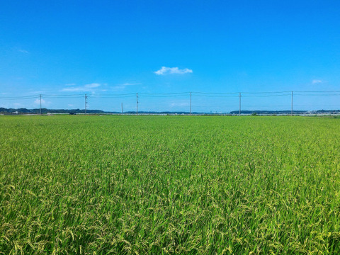 【冷めてもおいしい！】
千葉コシヒカリ白米５kｇ玄米5ｋｇ