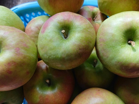 「グラニースミス」約5kg　焼きりんご作りませんか？生食ですと酸っぱい品種、紅玉りんご購入出来なかった皆様お待たせしました。