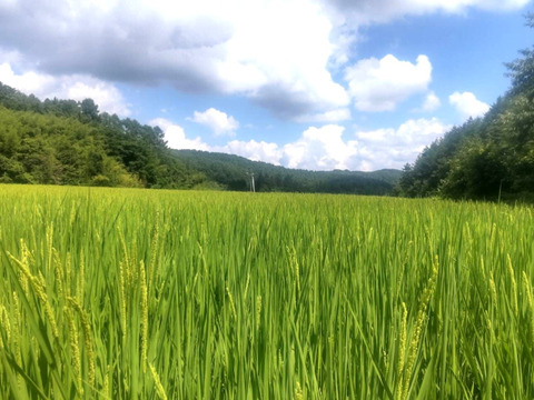 農薬化学肥料不使用・お弁当やおにぎりに！『たきたて』玄米5kg 令和７年産　信州佐久穂町　うるち米