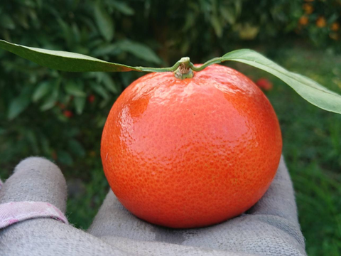 もう一つ食べたくなる優しい甘さ『みはや』４キロ入り