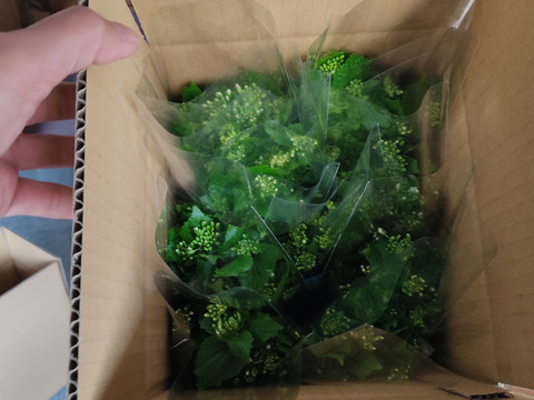 まもなく終了　春の山菜・花わさび！３００ｇ【期間限定　4月下旬～5月上旬】