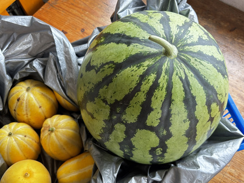 【自然栽培🍀固定種🔴赤スイカ】8㎏台🍉甘くてジューシーな大玉赤肉スイカ（１個）