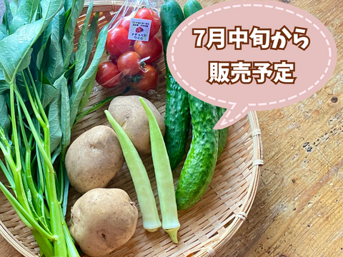 🎁お試しセット【自然栽培🍀固定種】管理栄養士が育てる🧑‍⚕️初めての方限定旬菜セット