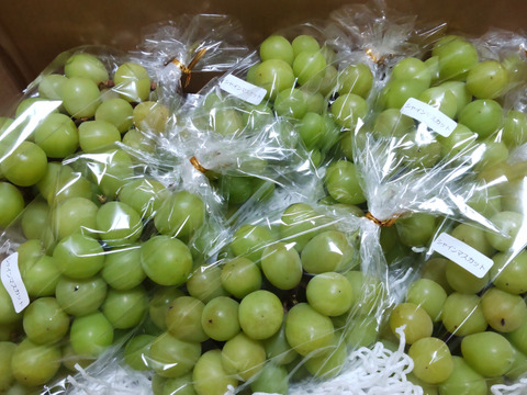 【当店で残り5箱！】今だけおまけでB級品プレゼント！！【冷蔵便】総重量2.5kg以上！平井利右衛門の青ぶどう(シャインマスカット/4房)