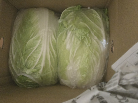 【新商品‼️白菜2玉入り‼️】白菜を箱いっぱいにしてお届け。