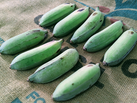 沖縄からの贈り物　アップルバナナ1㎏【農薬・除草剤・化学肥料不使用】