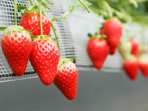 プチ贅沢&ご褒美　プレミアムな章姫イチゴ