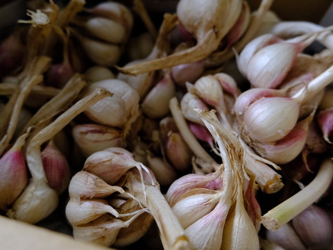 我が家用 不揃い訳あり有機にんにく約1kg