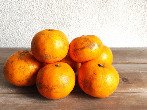 見た目じゃないの‼️訳あり温州みかん5kg