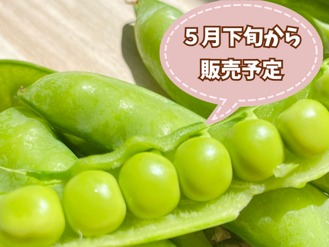 【自然栽培🍀朝採り鞘付きグリーンピース500g】とうもろこしの様な甘さにビックリ！自家採種10年以上・豆ごはんがおすすめ😋