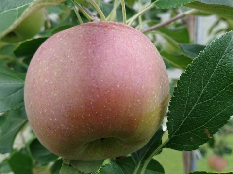 「しなのほっぺジャム」パリシャリりんごをジャムにしちゃいました。ちょっと珍しい、だいぶ珍しい？上手に出来ました。低糖度仕上げ。