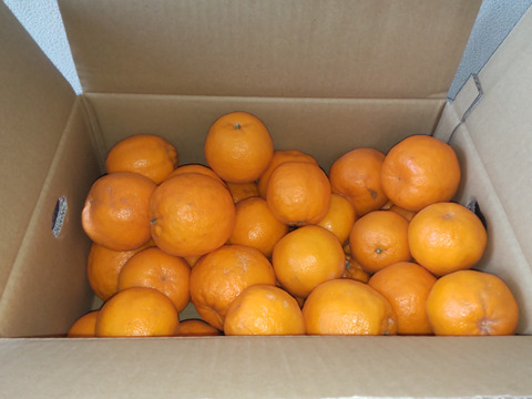 今津ポンカン発祥の地！サンプル糖度１１～１３度の【選果落】今津ポンカン５ｋｇ。見た目は悪いが味は良し。