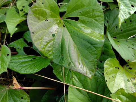 さつまいも　紅はるか（5㎏）