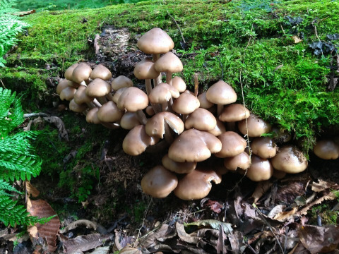 【真の幻茸】オドウタケ/オドタケ/御洞茸/ジュロウ/準絶滅危惧種の美味きのこ/500g