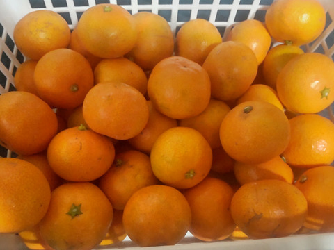 広島産いしじ ミカン 10kg