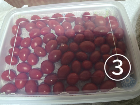 『みんなで分けられる』フルーツミニトマト（３kg）シェアに最適！