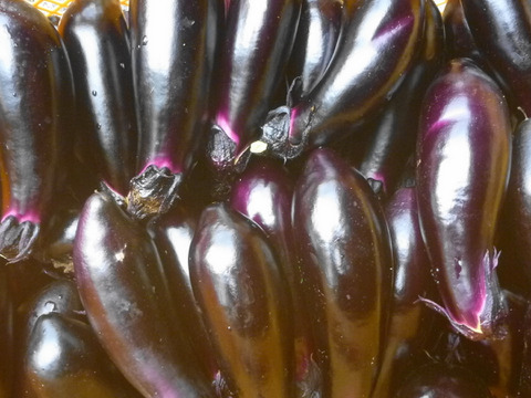 うまい！夏茄子＊なす！３kg～農薬/化学肥料・不使用