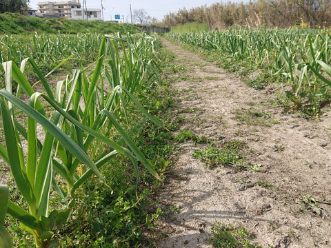 【自然栽培】新ニンニク【期間限定販売】1kgホワイト 六片 ニンニク　固定種使用 自然栽培 淡路島で大切に育てました。 無肥料 農薬不使用 12000円