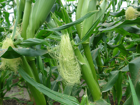 5月13日〜発送ヤングコーン30本🌽極甘とうもろこし！天使のコーン