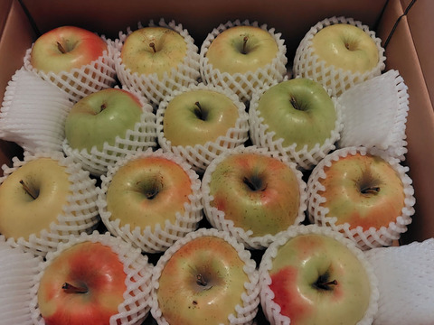 【販売開始！人気セット！】青森県産りんご「ぐんま名月」5kg+「サンふじ」5kg 家庭用 キズ有 セット