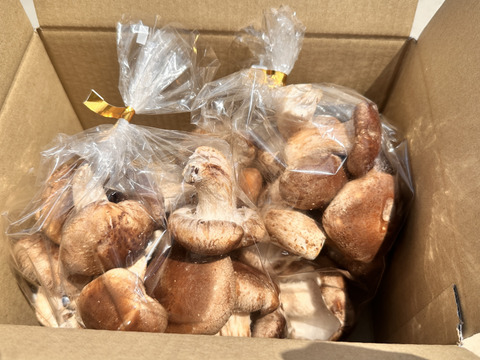 白神山地の湧水で育った【お買い得】肉厚椎茸500g×2袋
