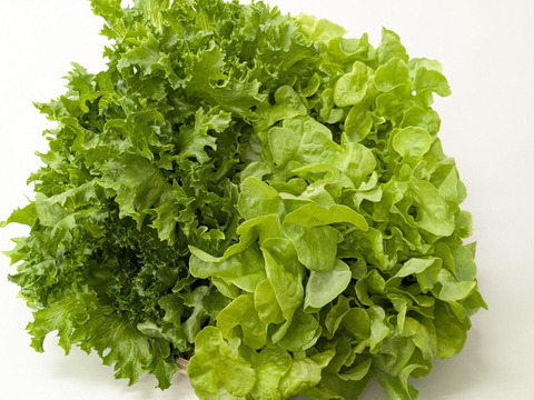 シャキ×ふわレタス2種セット　フリルレタス×グリーンオーク　個包装約50g×8袋《異なる食感を楽しめる低硝酸態窒素レタス》