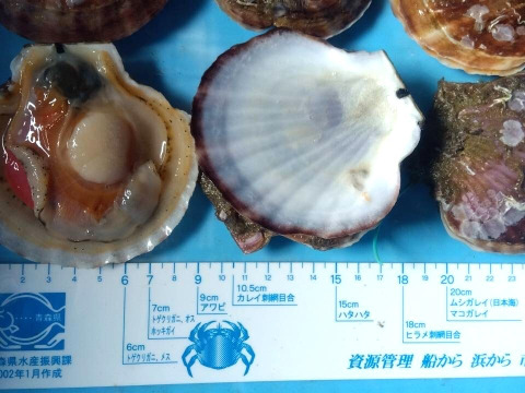バーベキューに最適！旨くてあまい！２年越冬貝の野辺地ホタテ！35枚