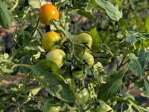 青森県産 ミニトマト ほれまる 200g