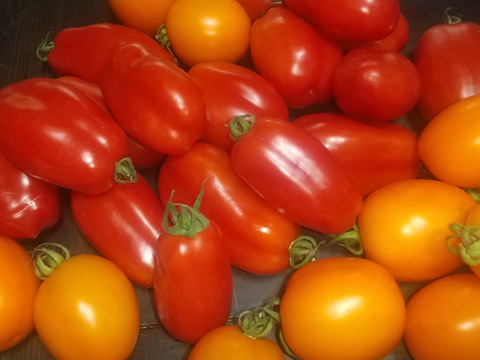 イタリアの調理用トマト３種1.5Kg、サンマルツァーノとサンライズ・ソース、コストルート