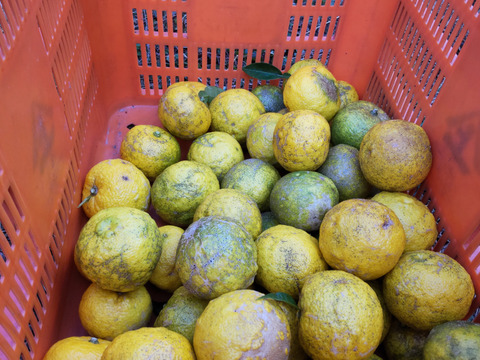 約10ｋｇ、本柚子（ゆず）、栽培期間中農薬不使用、規格外、サイズ混合、