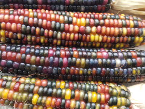 虹色に輝く宝石トウモロコシ「グラスジェムコーン（Glass Gem Corn）」6本　2025年産
観賞用です
クラフト、インテリア、リース、クラフト、撮影小物などさまざまな用途で人気があります