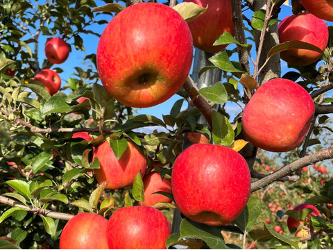 權之丞の葉取らずミックス！　🏆2025年りんごGP金賞受賞🎊葉取らず高徳&葉取らずサンふじ　家庭用2kg【5〜10個入り】