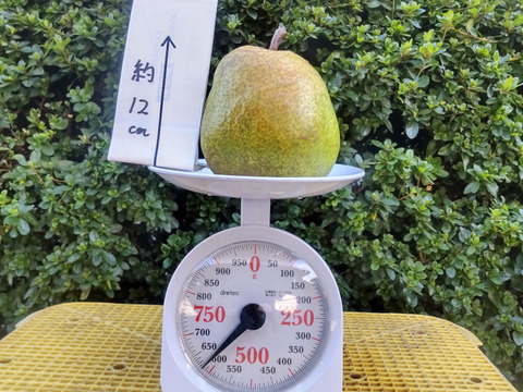 【超大玉ラフランス6ｋｇ】お好みの硬さをドンピシャで明示。皮ごと食べられる超大玉ラフランス【秀品】