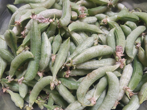豆ごはん用スナップエンドウ１ｋｇ【自然栽培】